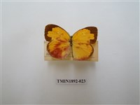 藏品(黃蝶)的圖片